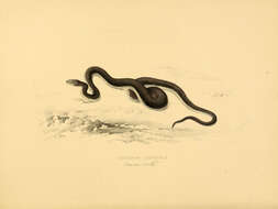 Image de Lycophidion capense (A. Smith 1831)