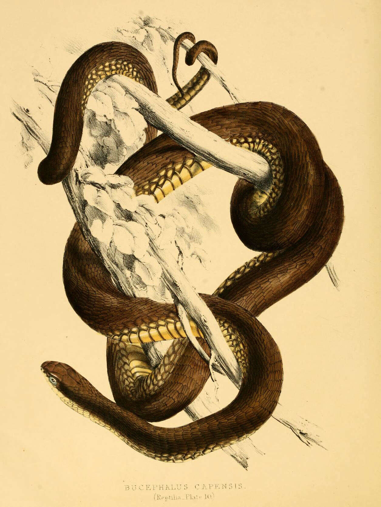 Image of Dispholidus Duvernoy 1832