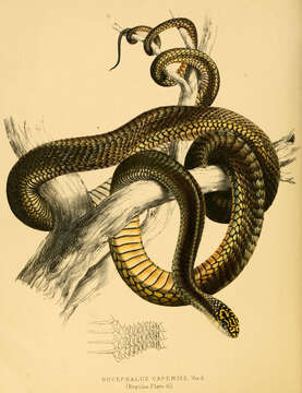 Image of Dispholidus Duvernoy 1832