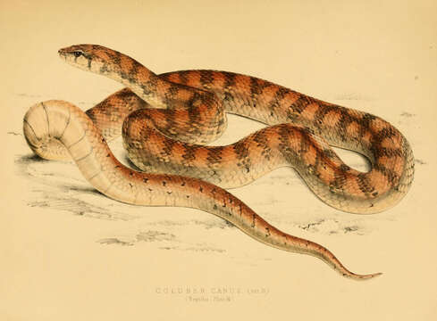 Image of Pseudaspis Fitzinger 1843