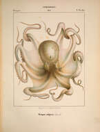 Image of Common octopus