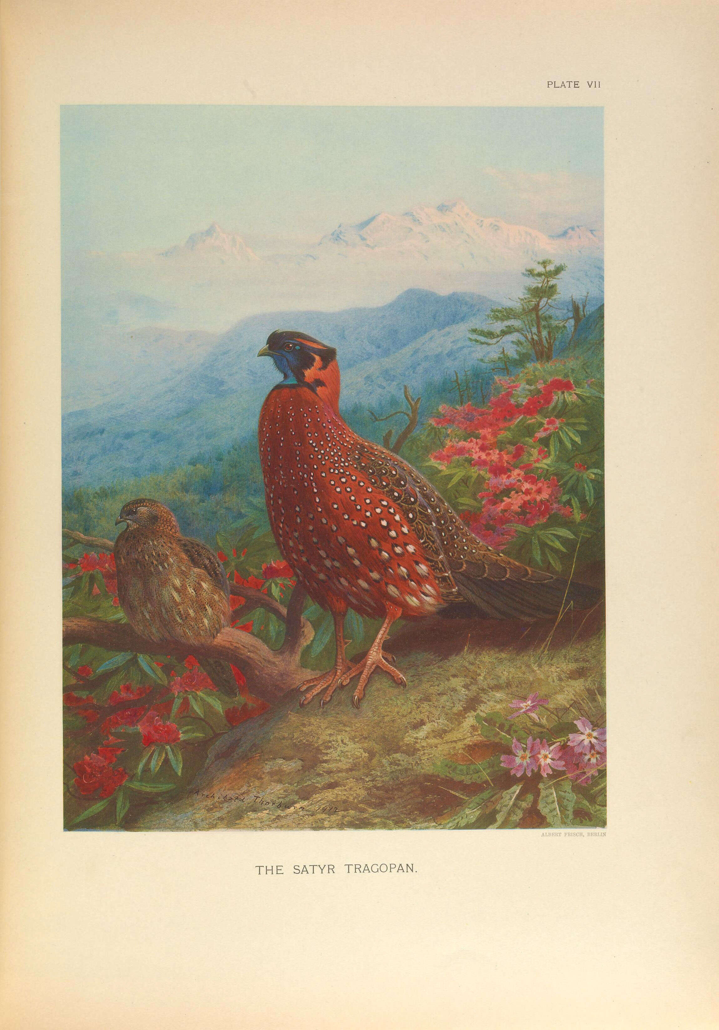 Image of Crimson Horned-pheasant