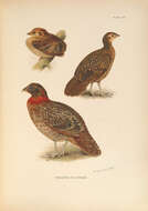 Image of Crimson Horned-pheasant