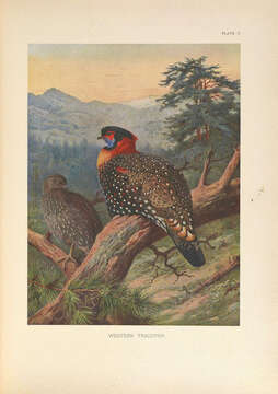 Image of Black-headed Tragopan