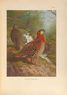 Image of Blyth's Tragopan