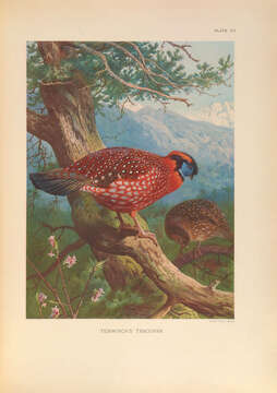 Image of Temminck's Tragopan