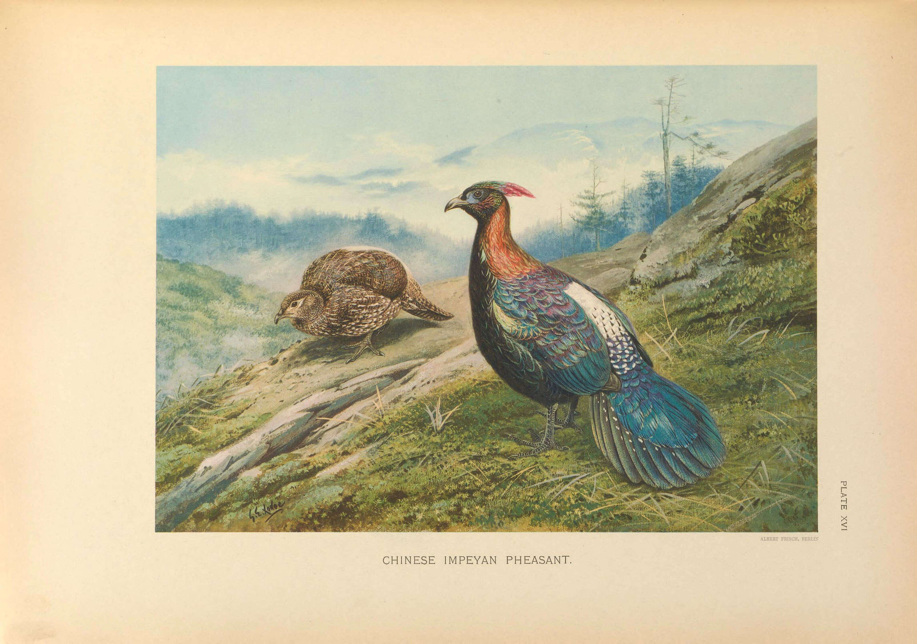 Imagem de Lophophorus lhuysii Geoffroy Saint-Hilaire & A 1866