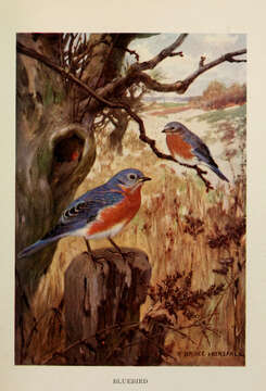 Image of Eastern Bluebird