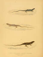 Image of Pedioplanis lineoocellata (Duméril & Bibron 1839)