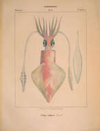 Image of European squid
