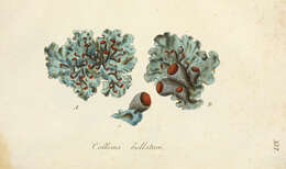 Image of Collema bullatum