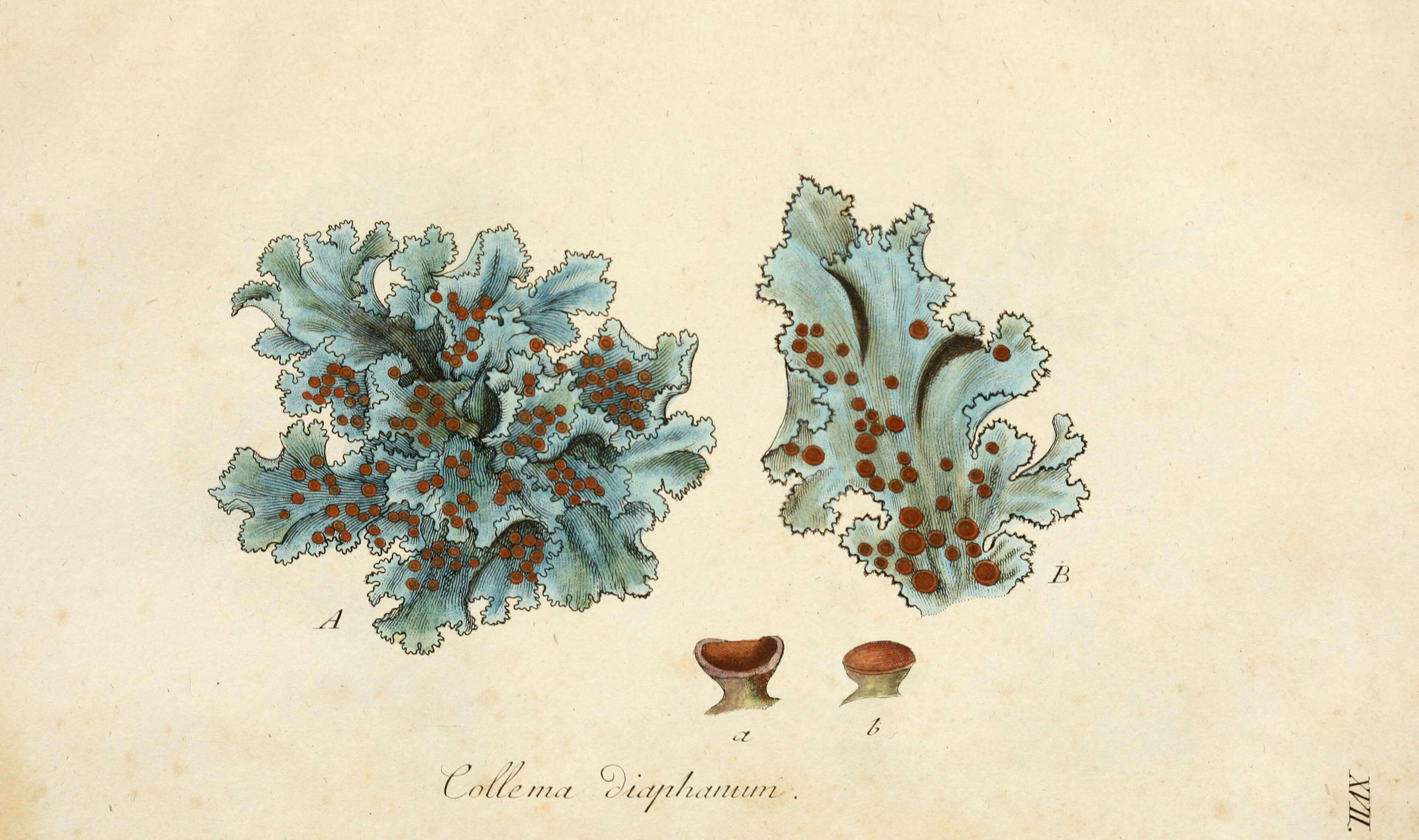 Image of <i>Collema diaphanum</i> (Sw.) Ach.