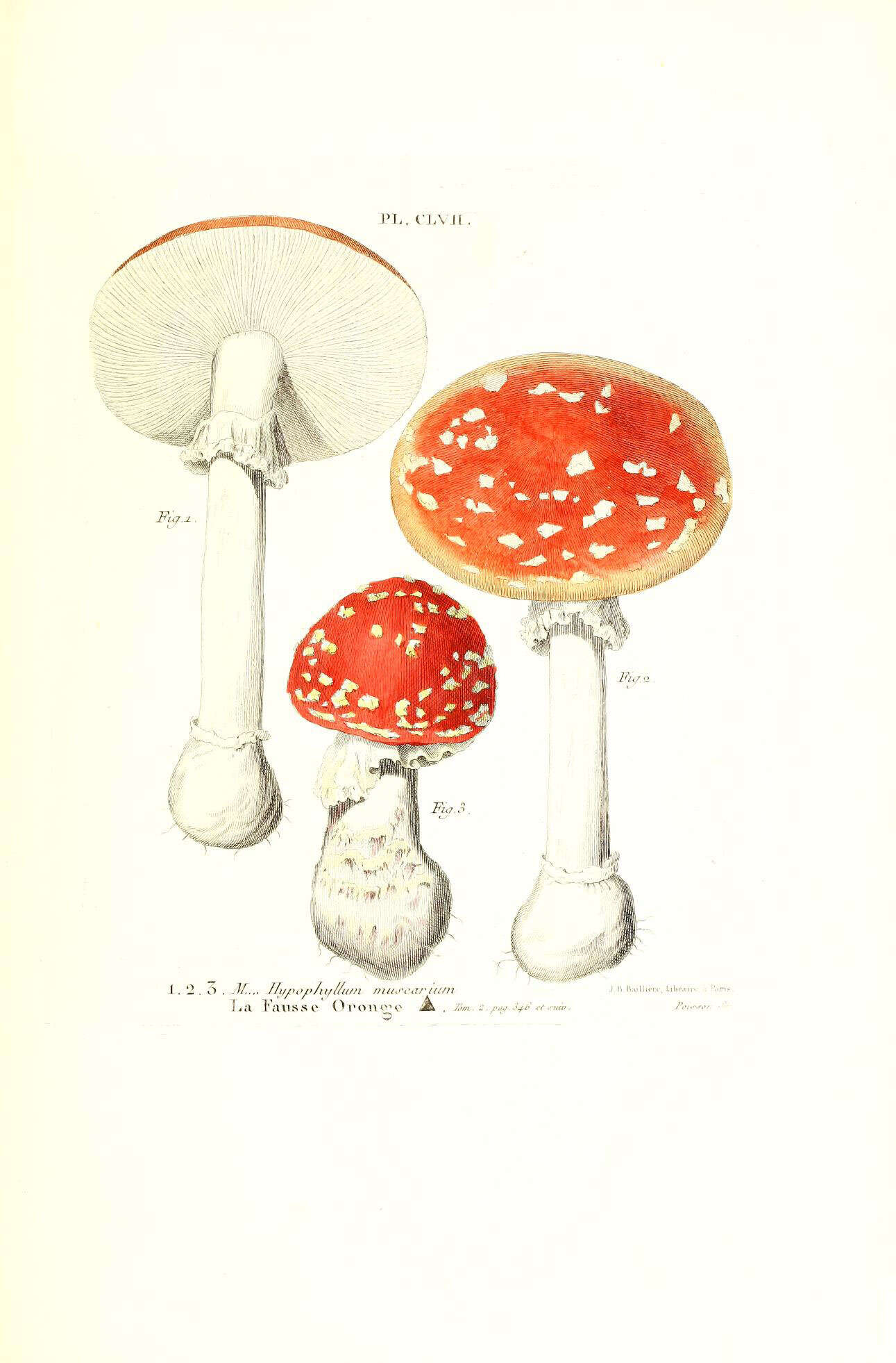 Image of Fly agaric