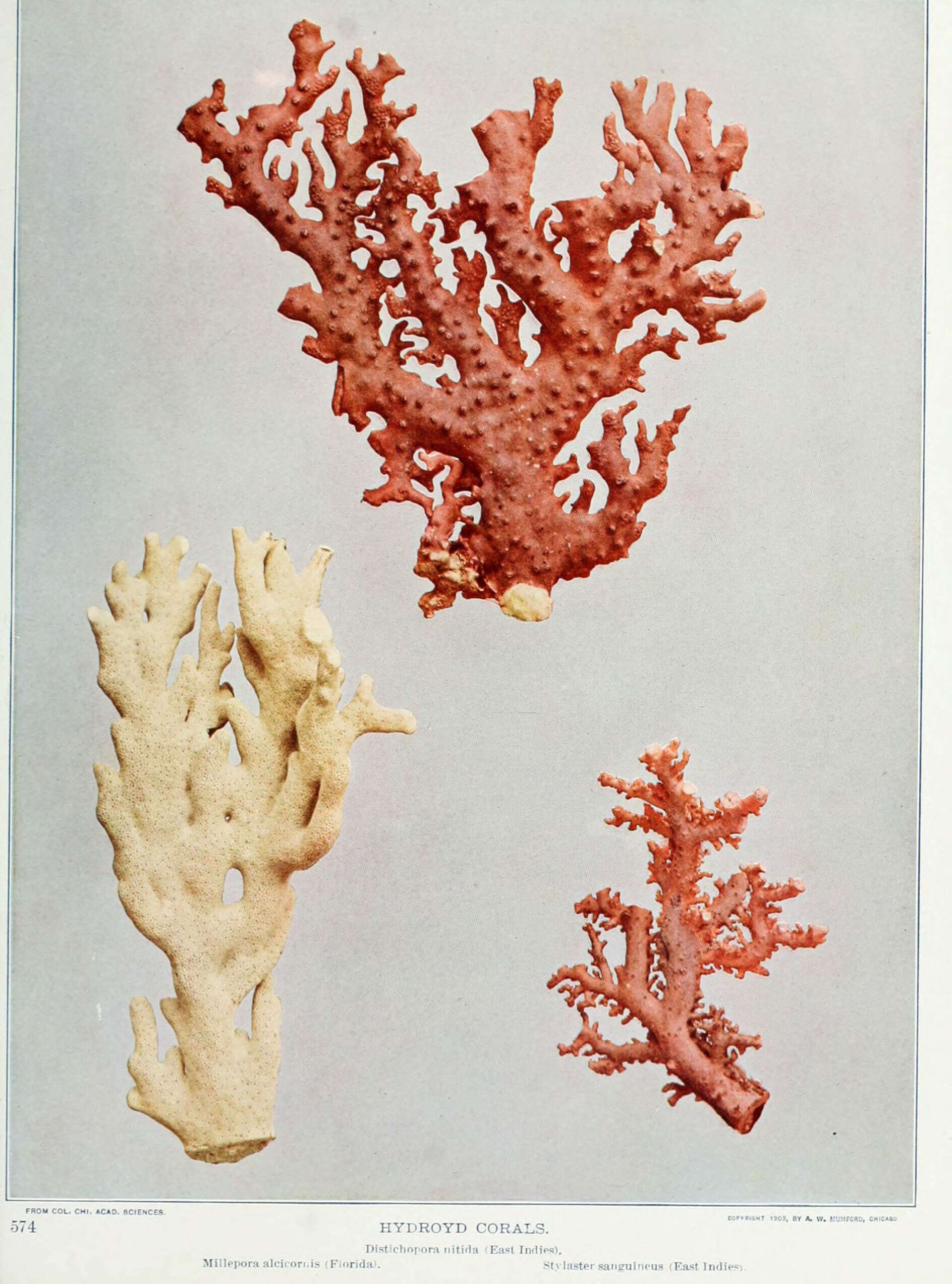 Слика од Millepora alcicornis Linnaeus 1758