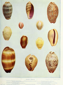 Image of measled cowrie