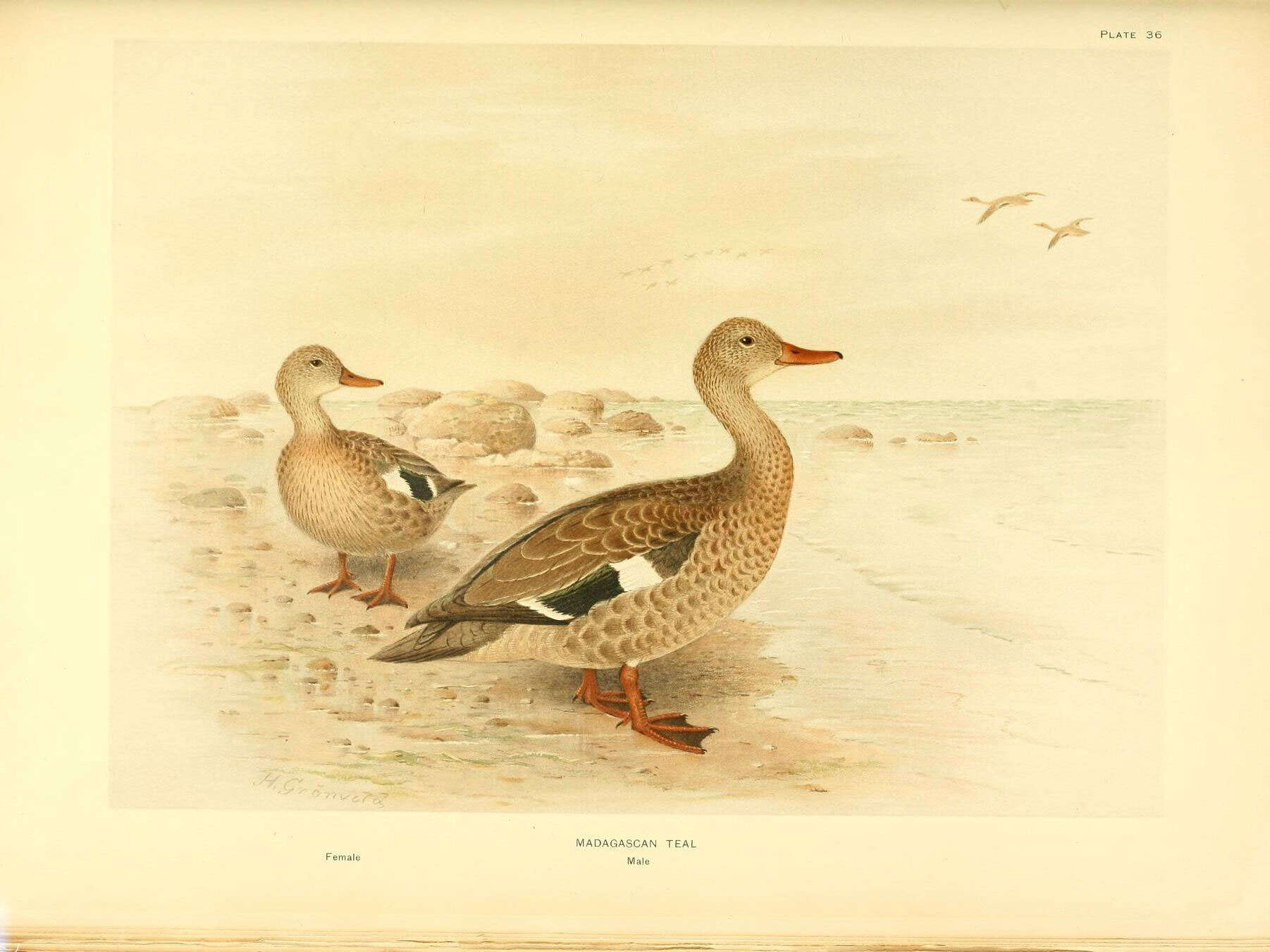 Image of Bernier's Teal