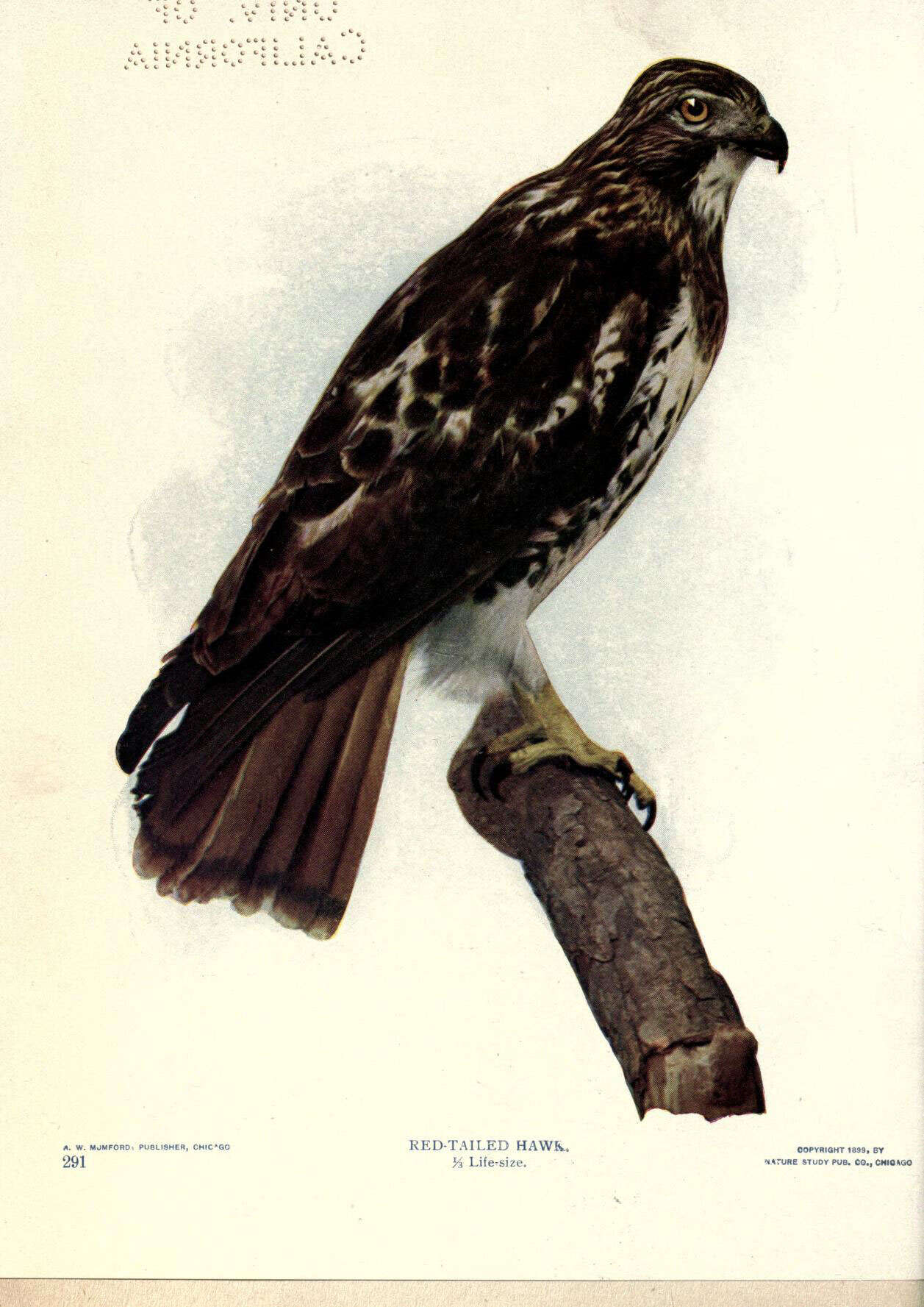 Image of Buteo Lacépède 1799