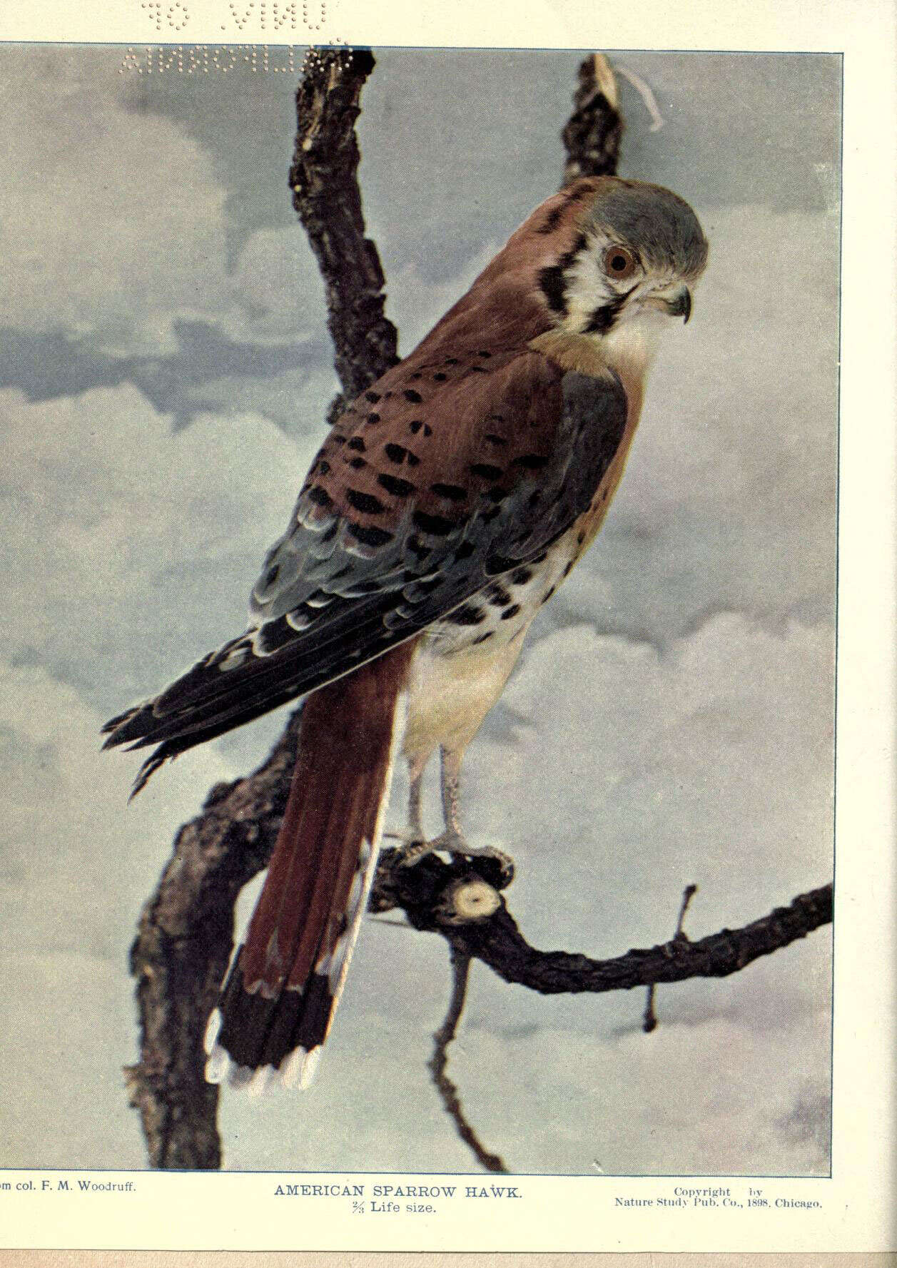 Image of American Kestrel