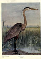 Image of Great Blue Heron