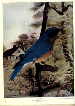 Image of Eastern Bluebird