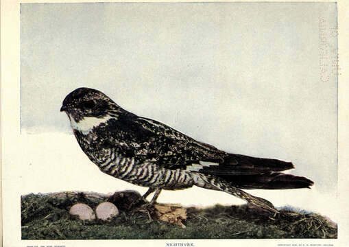 Image of Chordeiles Swainson 1832