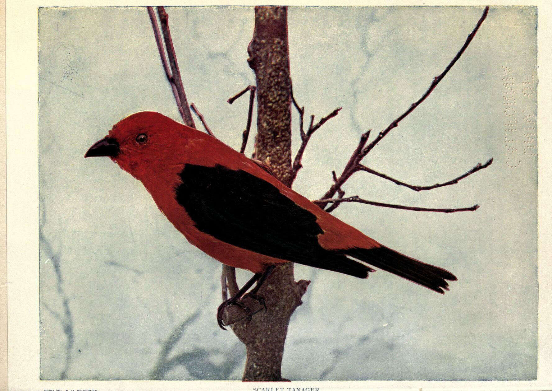 Image of Scarlet Tanager