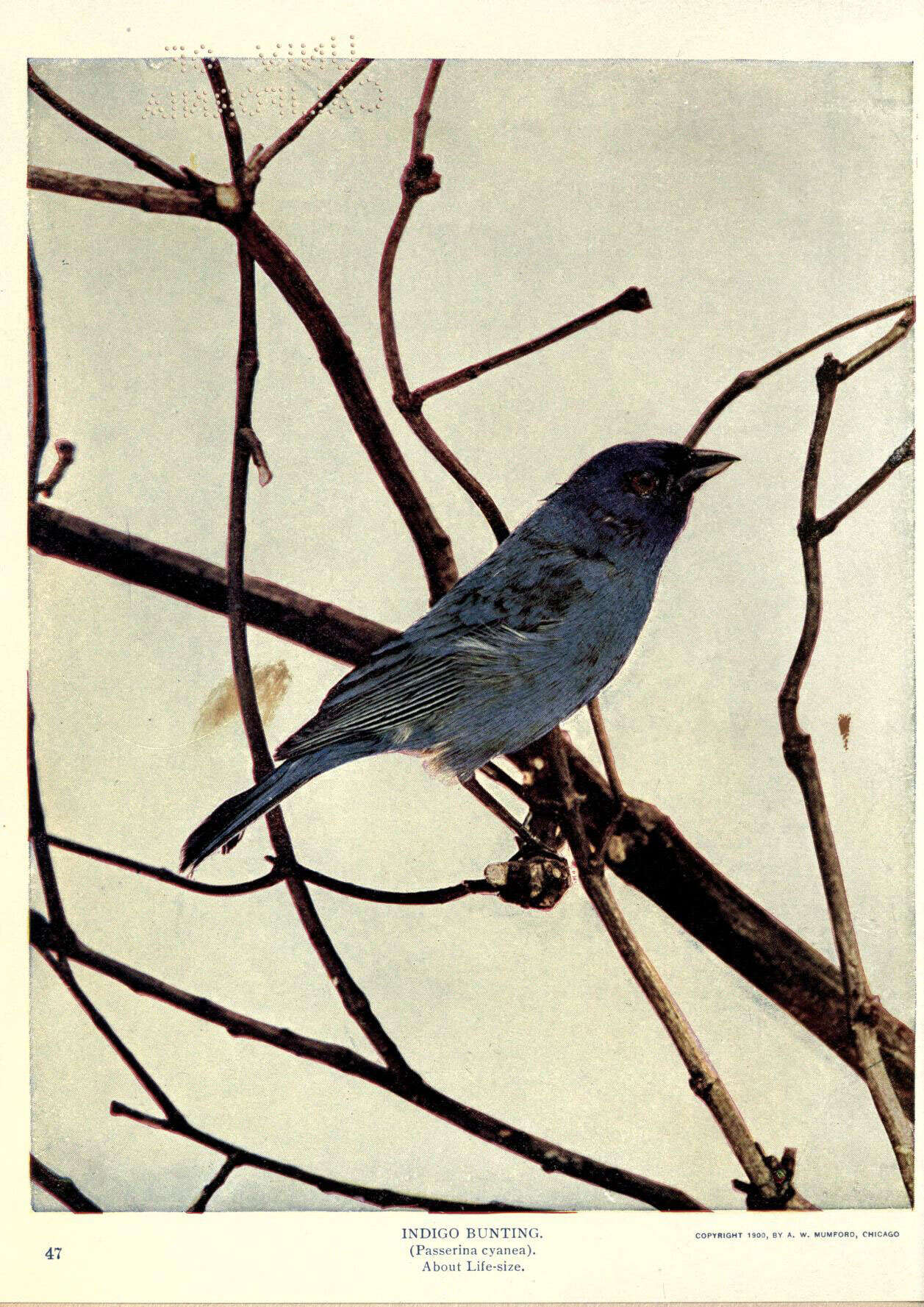 Image of Indigo Bunting