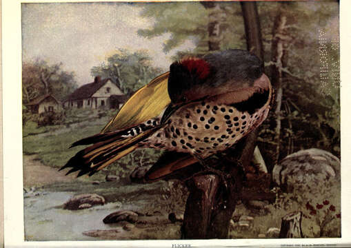 Image of Northern Flicker