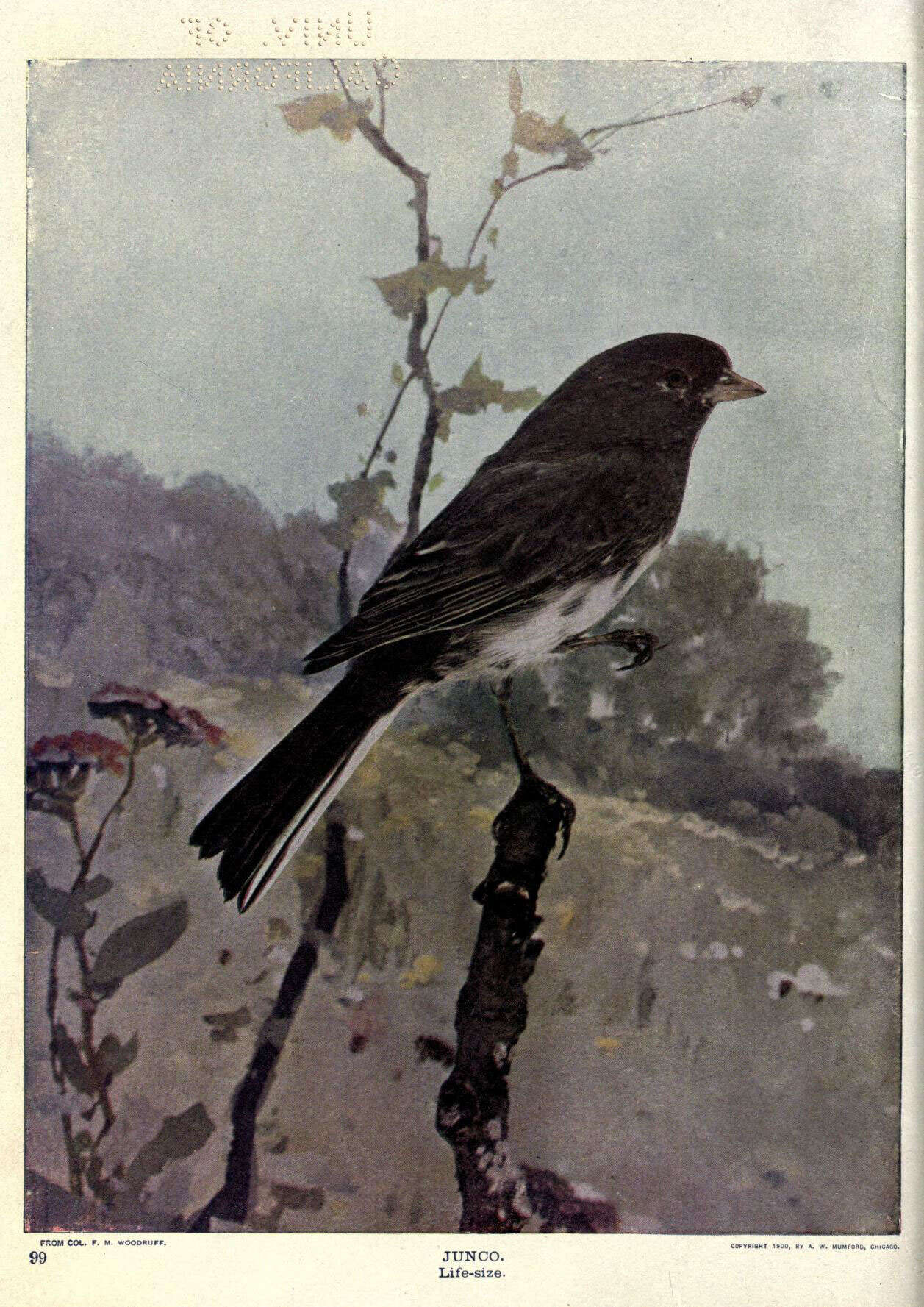 Image of juncos