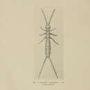 Image of Campodea staphylinus Westwood 1852