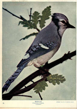 Image of Blue Jay