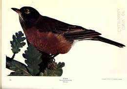 Image of American Robin