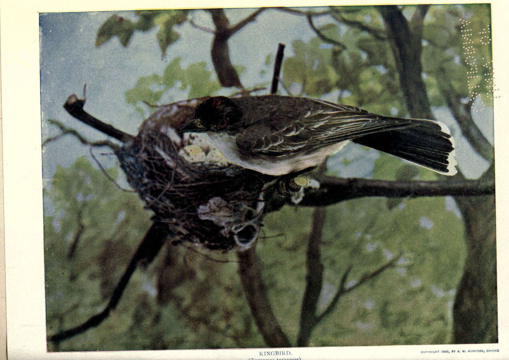 Image of Eastern Kingbird