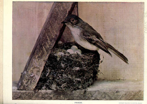 Image of Eastern Phoebe