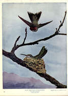 Image of Ruby-throated Hummingbird