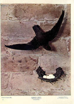 Image of Chimney Swift