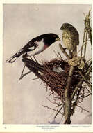 Image of Rose-breasted Grosbeak