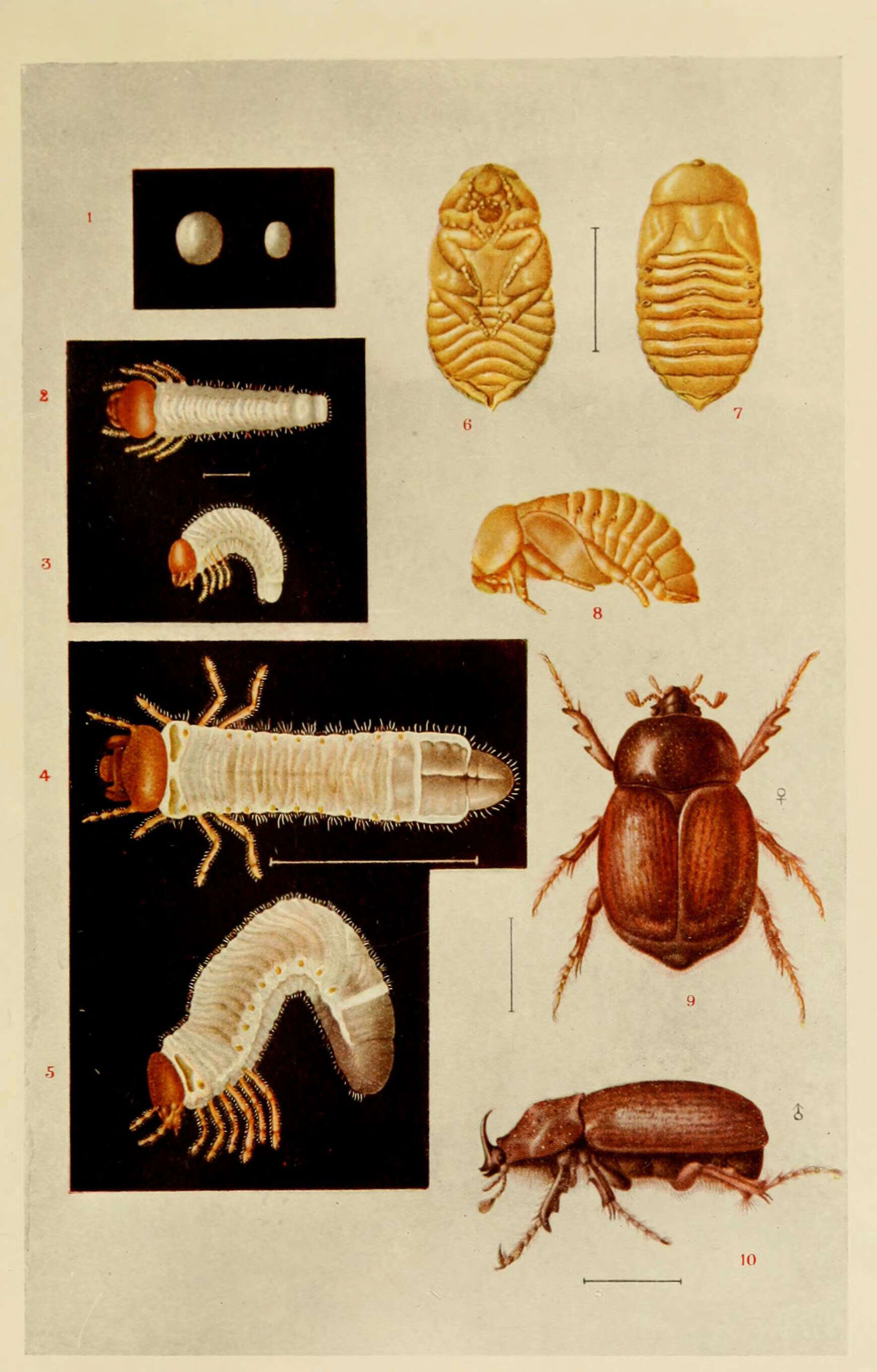 Image of Rice cockchafer