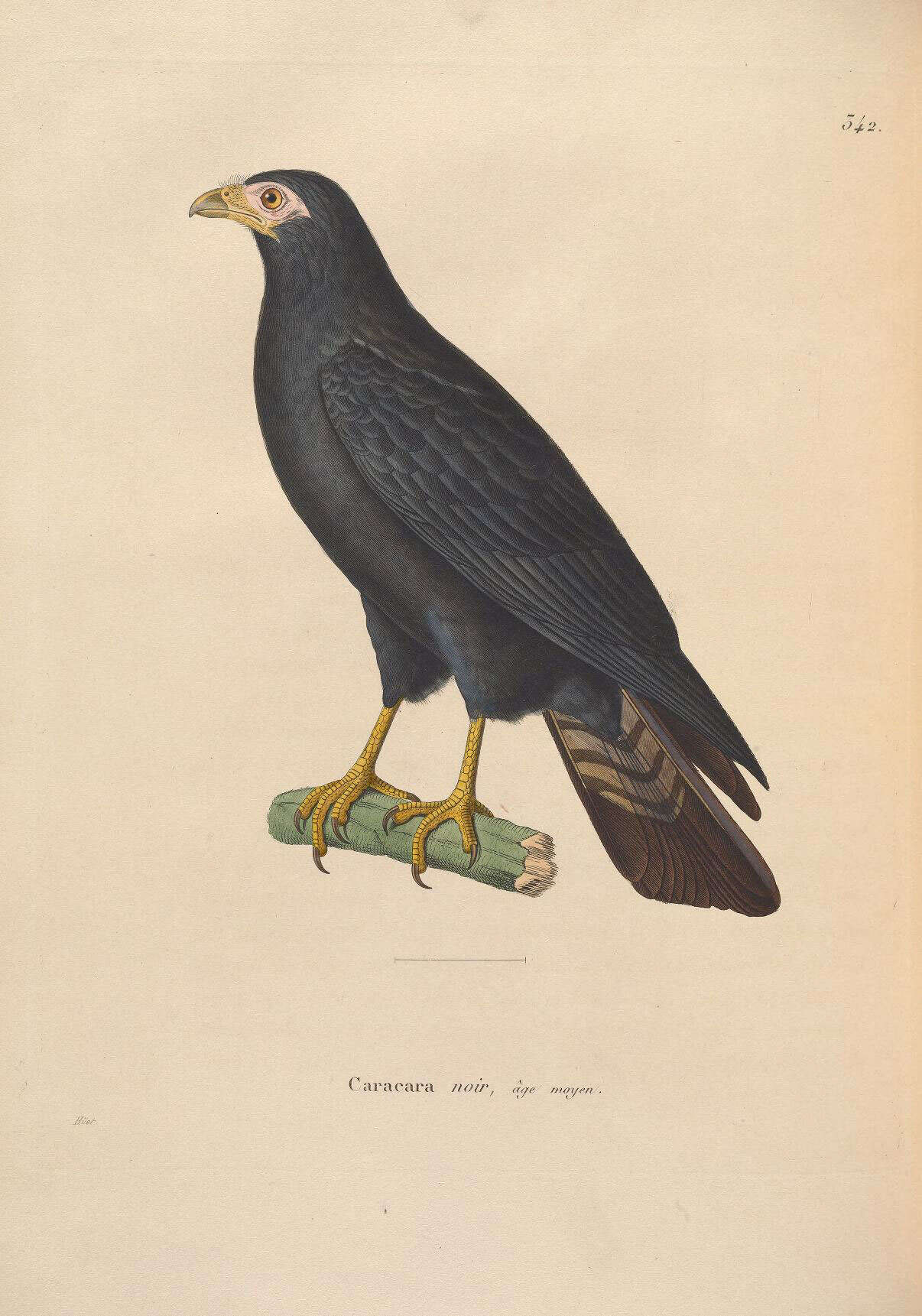 Image of Daptrius Vieillot 1816