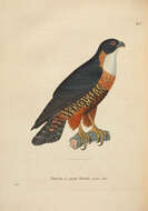 Image of Orange-breasted Falcon