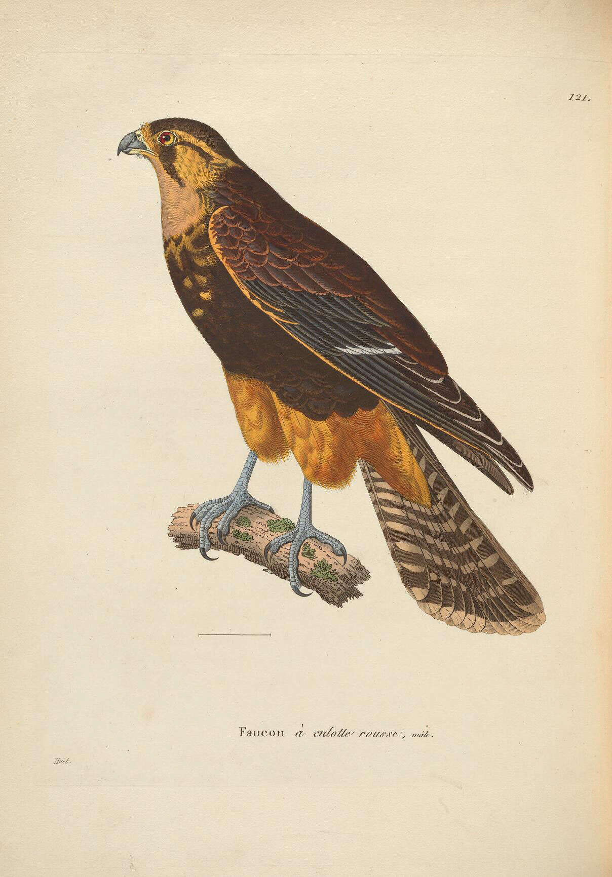 Plancia ëd Falco femoralis Temminck 1822