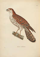 Image of Mauritius Kestrel