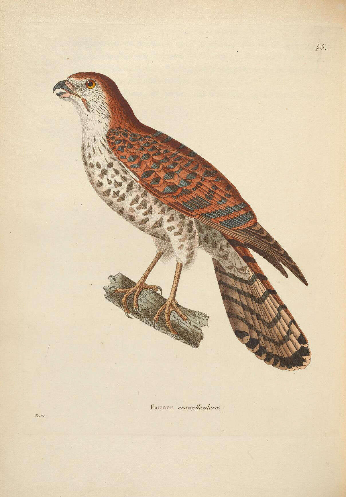 صورة Falco punctatus Temminck 1821