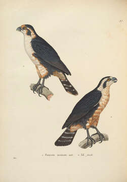 Image of Collared Falconet