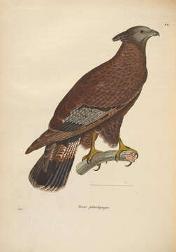 Image of Crested Honey Buzzard