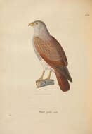 Image of Rufous-winged Buzzard