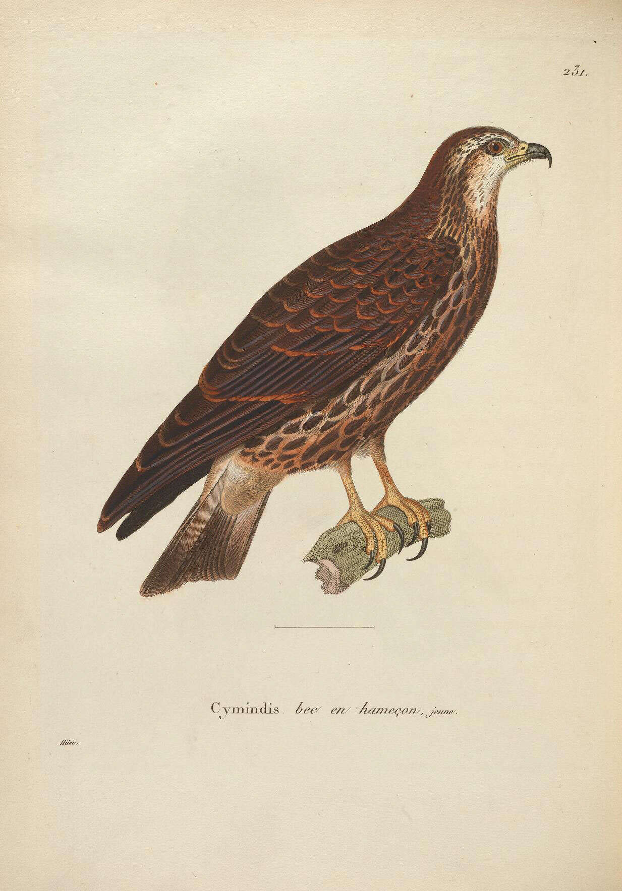 Image of Helicolestes Bangs, Penard & TE 1918