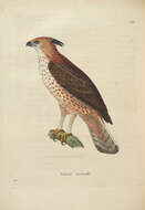 Image of Changeable Hawk Eagle