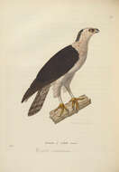 Image of Black-and-White Hawk-Eagle