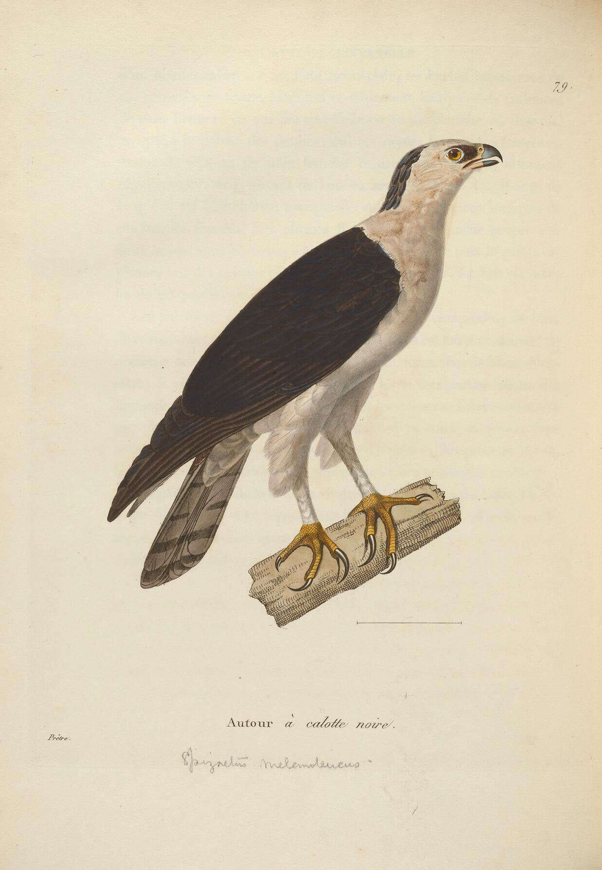 Imagem de Spizaetus melanoleucus (Vieillot 1816)